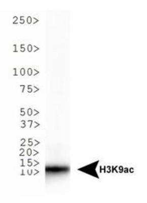 Western Blot: Histone H3 [ac Lys9] AntibodyBSA Free [NB21-1074]